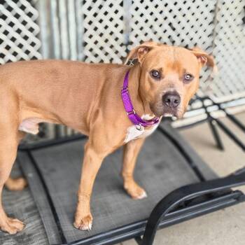 Scooter -  Mixed Breed Dog for Adoption in Edwardsville, Illinois - Scooter | PetCurious