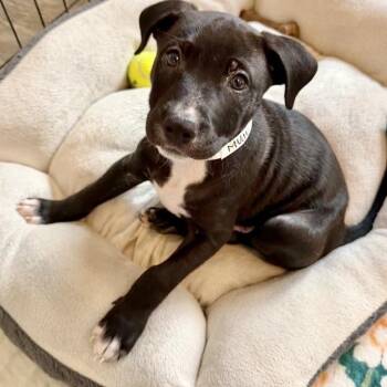 Muhu -  Pit Bull Terrier and Mixed Breed Dog for Adoption in Los Angeles, California - Muhu | PetCurious
