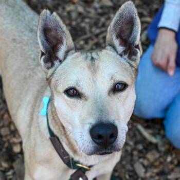 Mixed Breed Dogs Available for Adoption in Chamblee, Georgia - Marcelle | PetCurious