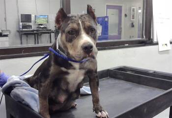 American Staffordshire Terrier and Mixed Breed Dogs Available for Adoption in Houston, Texas - A2067344 | PetCurious