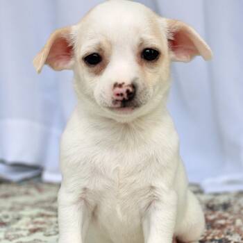 Daisy -  Chihuahua Dog for Adoption in Springfield, Ohio - Daisy | PetCurious