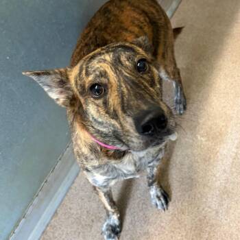 Mixed Breed Dogs Available for Adoption in Ardmore, Oklahoma - Aso | PetCurious