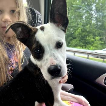 Chicken -  Mixed Breed Dog for Adoption in Rockville, Maryland - Chicken | PetCurious