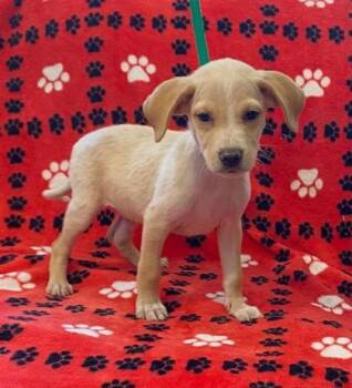 Honor -  Mixed Breed Dog for Adoption in Largo, Florida - Honor | PetCurious