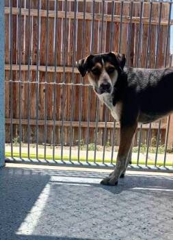 Chuca -  Cattle Dog Dog for Adoption in Benson, Arizona - Chuca | PetCurious