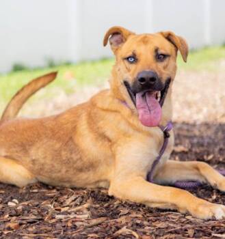 Theon -  Mixed Breed Dog for Adoption in Chamblee, Georgia - Theon | PetCurious