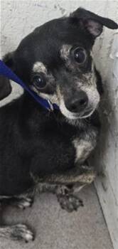 CHARLIE -  Chihuahua and Mixed Breed Dog for Adoption in San Bernardino, California - CHARLIE | PetCurious