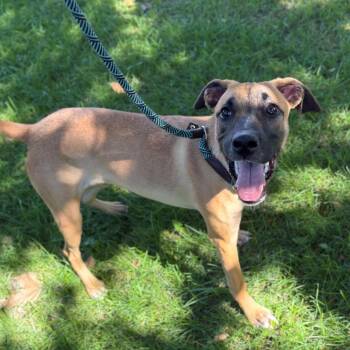 Rusty -  Jack Russell Terrier and German Shepherd Dog Dog for Adoption in San Jacinto, California - Rusty | PetCurious
