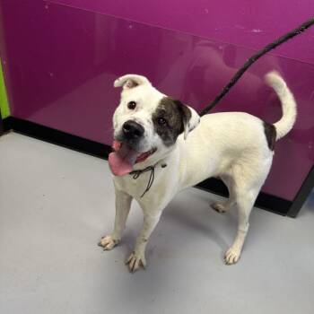 Rescue Mixed Breed Dogs for Adoption in Ponca City, Oklahoma - Wishbone | PetCurious