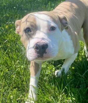 Pibbie -  Pit Bull Terrier Dog for Adoption in Glasgow, Kentucky - Pibbie | PetCurious