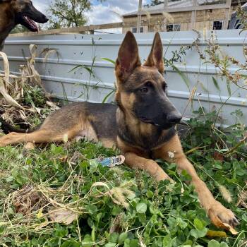 Rescue Belgian Shepherd Malinois Dogs for Adoption in Trenton, New Jersey - Mariner | PetCurious