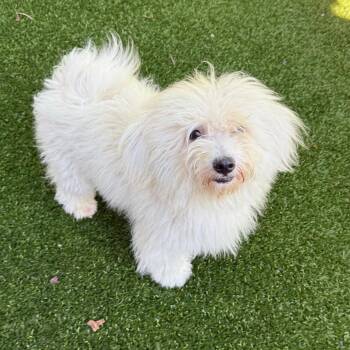 Tinkerbell 2908 -  Maltese and Mixed Breed Dog for Adoption in Loxahatchee Groves, Florida - Tinkerbell 2908 | PetCurious