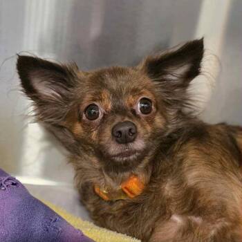 Rescue Chihuahua Dogs for Adoption in Manchester, New Hampshire - Mirage In NH! Come Meet Our Adoptable Dogs! More Info In Bio! | PetCurious