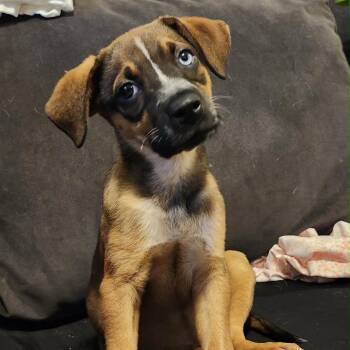Verdana -  Mixed Breed Dog for Adoption in Buffalo, Minnesota - Verdana | PetCurious