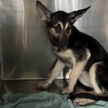 German Shepherd Dog Dogs Available for Adoption - Emmie (26-127) | PetCurious