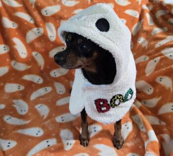 Rescue Miniature Pinscher Dogs for Adoption in Hillsborough, North Carolina - Tommy | PetCurious