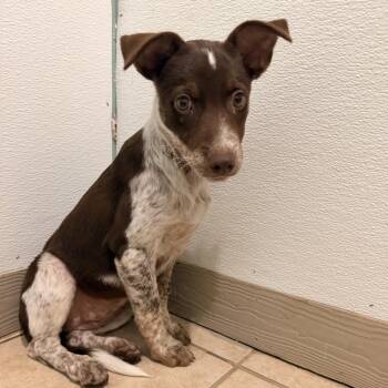 Maya -  Australian Cattle Dog Blue Heeler Dog for Adoption in Mansfield, Texas - Maya | PetCurious