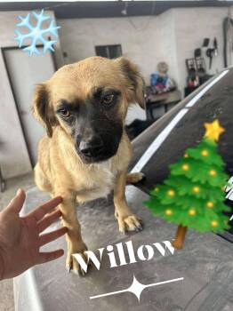 Rescue Mixed Breed Dogs for Adoption in Palm Desert, California - Willow | PetCurious