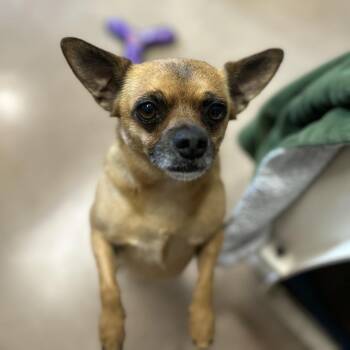CHURRO -  Chihuahua and Terrier Dog for Adoption in Kyle, Texas - CHURRO | PetCurious