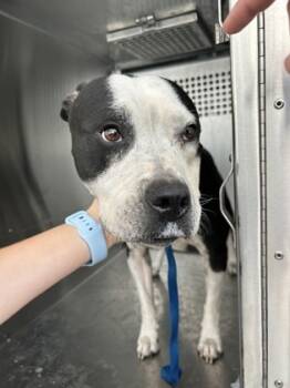 Rescue Terrier and Mixed Breed Dogs for Adoption in Fort Worth, Texas - 59399333 | PetCurious