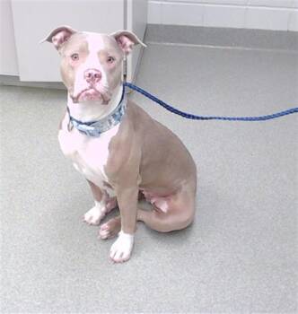 LOLA -  Boxer and Mixed Breed Dog for Adoption in Omaha, Nebraska - LOLA | PetCurious