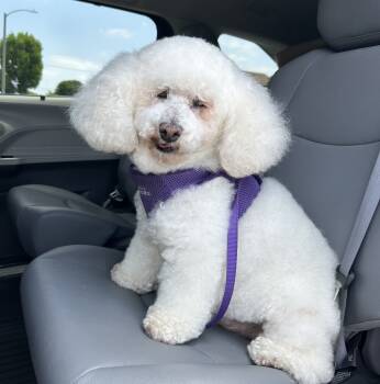 Rescue Poodle and Bichon Frise Dogs for Adoption in Placentia, California - Berry #492 | PetCurious