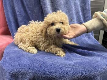 BF/ Poodle 1 -  Bichon Frise and Poodle Dog for Adoption in Chattanooga, Tennessee - BF/ Poodle 1 | PetCurious