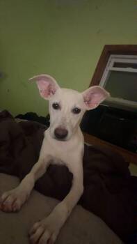 Mary Jane (MJ) -  Jack Russell Terrier Dog for Adoption in Dayton, Tennessee - Mary Jane (MJ) | PetCurious