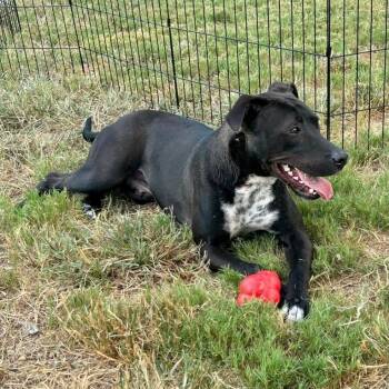 Labrador Retriever Dogs Available for Adoption in Missouri City, Texas - Shadow-Chaser BR11587-T | PetCurious