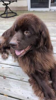 Mozart -  Newfoundland Dog Dog for Adoption in Ledyard, Connecticut - Mozart | PetCurious