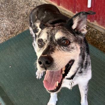 Sonic -  Catahoula Leopard Dog Dog for Adoption in Grafton, Ohio - Sonic | PetCurious