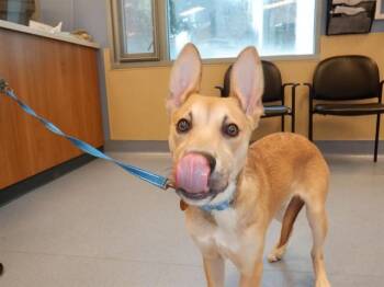 VITO -  Belgian Shepherd Malinois and Pit Bull Terrier Dog for Adoption in San Jose, California - VITO | PetCurious