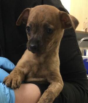 JAN -  Chihuahua and Mixed Breed Dog for Adoption in Riverside, California - JAN | PetCurious