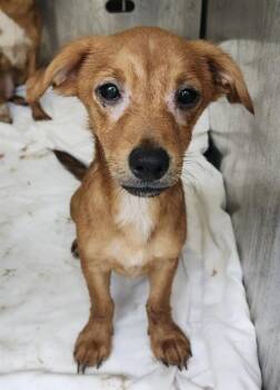 Chihuahua Dogs Available for Adoption in San Antonio, Texas - MATEO | PetCurious