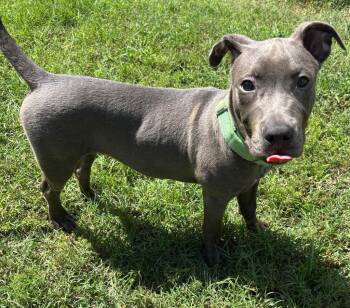 Mr.Dude -  Mixed Breed Dog for Adoption in Ocala, Florida - Mr.Dude | PetCurious