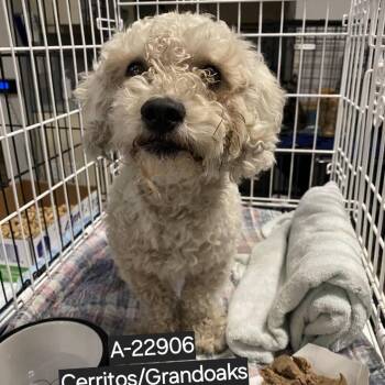 Shakey -  Poodle Dog for Adoption in Westminster, California - Shakey | PetCurious
