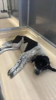 Great Pyrenees and Mixed Breed Dogs Available for Adoption - Gunner | PetCurious