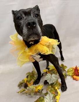 Nessa -  Labrador Retriever Dog for Adoption in Sanford, Florida - Nessa | PetCurious