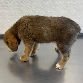 Juniper -  Mixed Breed Dog for Adoption in Las Cruces, New Mexico - Juniper | PetCurious