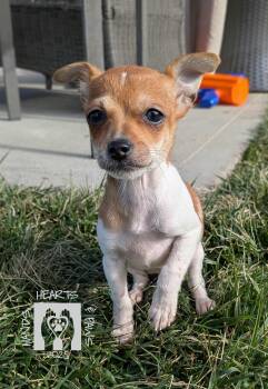 Rescue Chihuahua Dogs for Adoption in Omaha, Nebraska - Miriam | PetCurious