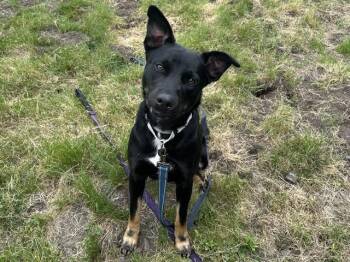 Australian Kelpie and Mixed Breed Dogs Available for Adoption in Mckinleyville, California - JAVA | PetCurious