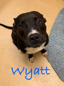Pit Bull Terrier Dogs Available for Adoption in Fort Pierce, Florida - Wyatt | PetCurious