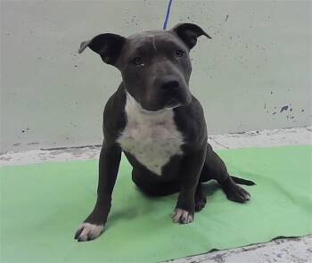 MAGGIE -  Staffordshire Bull Terrier and Mixed Breed Dog for Adoption in Houston, Texas - MAGGIE | PetCurious