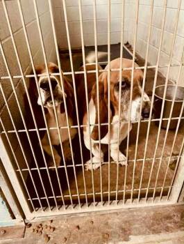 Rescue Basset Hound Dogs for Adoption in Severance, Colorado - Marshal | PetCurious