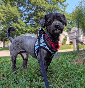 Sweet Pepper -  Maltese and Schnauzer Dog for Adoption in Holly Springs, North Carolina - Sweet Pepper | PetCurious