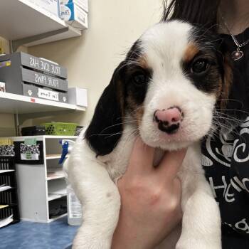 Rescue Mixed Breed Dogs for Adoption in Lynchburg, Virginia - Bolt | PetCurious