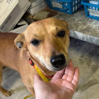 Carolina Dog and Mixed Breed Dogs Available for Adoption - Fern | PetCurious