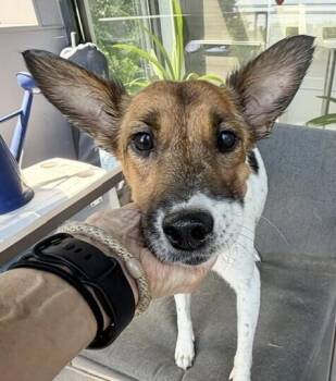 Lilly -  Jack Russell Terrier Dog for Adoption in Washington, District Of Columbia - Lilly | PetCurious