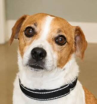 KoKo -  Jack Russell Terrier Dog for Adoption in Greeley, Colorado - KoKo | PetCurious