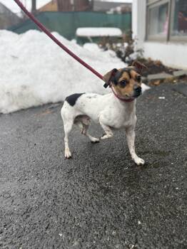 Jack Russell Terrier Dogs Available for Adoption - Captain Chaos | PetCurious